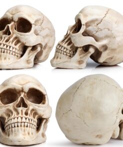 Alternative view of READAEER Life Size Human Skull Model 1:1 Replica Realistic Human Adult Skull Head Bone Model Classic