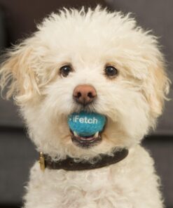 iFetch Mini Tennis Balls, Small 1.5 inch diameter 12 81X7IneauxL