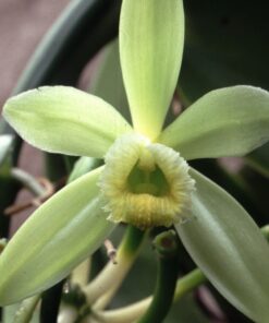 Bakto Flavors Pure Madagascar Vanilla Extract, 8 Ounces 8 Fl Oz (Pack of 1) 17 81XACejohKL