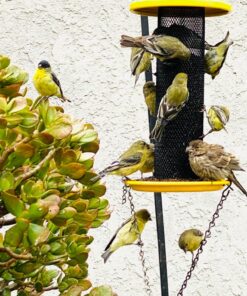 Wagner's 62050 Nyjer Seed Wild Bird Food, 10-Pound Bag 29 81XFabDgY2L