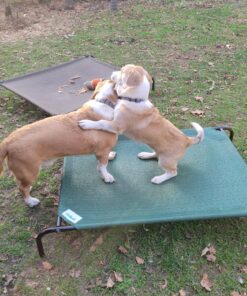 Coolaroo Gale Pacific The Original Cooling Elevated Dog Bed, Indoor and Outdoor, Large, Brunswick Green, 51.00" x 31.50" x 8.00" 51.0"L x 31.5"W x 8.0"Th 44 81XGANxk1dL