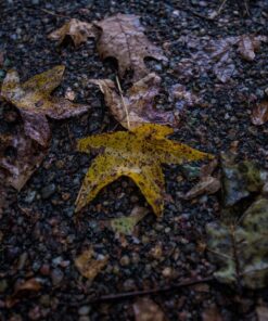 Tamron AFA012N700 SP 15-30mm f/2.8 Di VC USD Wide-Angle Lens for Nikon F(FX) Cameras Black 67 81XHIProPxL