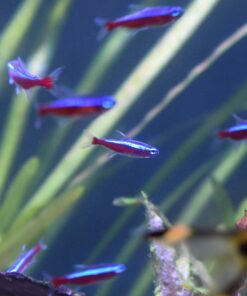 Seachem Stability Fish Tank Stabilizer - For Freshwater and Marine Aquariums 100ml 100 mL / 3.4 fl. oz. white 15 81XV5lmpZL