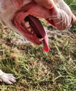 Jolly Pets Bounce-n-Play Dog Toy Ball, 8 Inches/Large, Blueberry, (Model: 2508 BB) Large (8 in) 32 81XV9QJflQL