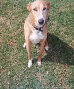 Fujifilm QuickSnap Flash 400 Disposable 35mm Camera (Pack of 2) 59 81XVEMRbMOL