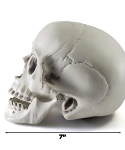 Prextex 6.5" Plastic Skull Head Halloween Decor | Realistic Life-Size Skeleton Skull Halloween & Day of The Dead Decoration | Scary Human Skull Replicas Skeleton Decor | Head Skulls Decor 21 81XWzGhc1cL 1