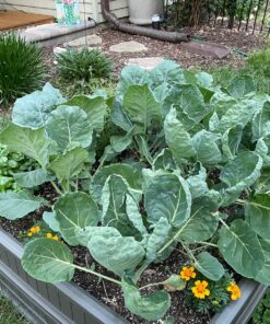 Lifetime 60069 Raised Garden Bed Kit, 4 by 4 Feet, Pack of 3 48 81XZoR3oIKL