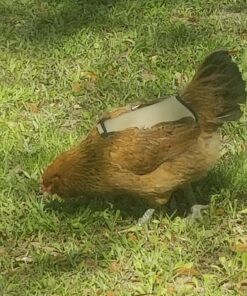 Hen Saver Poultry health equipment Single Strap Hen Apron Chicken Saddle, Khaki, Large US 29 81XafKUaY4L