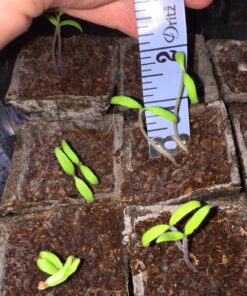 Outtled Diateklity 12W Hydroponic LED Plant Grow Light with E27 Socket 25 81XeK2N 8FL