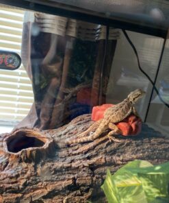 Zoo Med Repticare Rock Heater 1 Count (Pack of 1) 12 81Xh5g61H6L