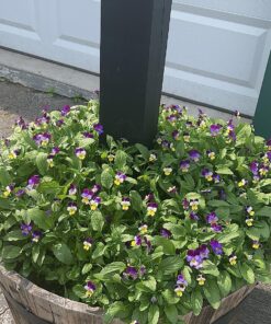 Outsidepride Viola Johnny Jump Up Wild Flowers & Ground Cover Plants - 5000 Seeds 54 81Xhq QCgqL