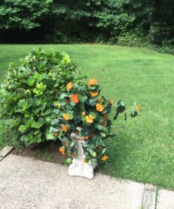Nearly Natural 6025 22in. Nasturtium Silk Hanging Basket,Gold,29" x 10.25" x 10.25" 30 81XiNtNoOQL