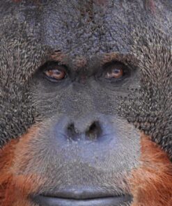 Nikon COOLPIX P900 Digital Camera (Black) 110 81Xk4kxkPSL