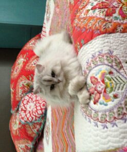 Royal Canin Persian Breed Adult Dry Cat Food, 7 lb bag 7 Pound (Pack of 1) 36 81XklikxCL