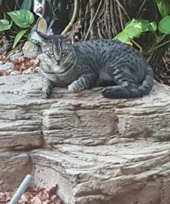 Meow Mix Tender Centers Dry Cat Food, Salmon & Chicken, 13.5 Pound Bag 13.5 Pound (Pack of 1) 38 81XqHzcFXKL