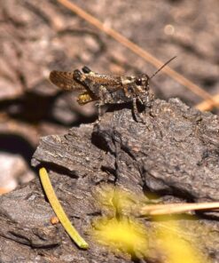 Nikon AF-S DX NIKKOR 55-300mm f/4.5-5.6G ED Vibration Reduction Zoom Lens with Auto Focus for Nikon DSLR Cameras Lens Only 27 81XuyyYtcuL