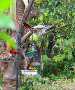 Heath Outdoor Products S-1-8 Single Hanging Suet Feeder , Green 1 11 81XvxQvntL