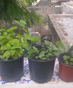 Culinary Herb Seeds Variety Pack - Outdoor & Indoor Herb Garden Kit - 10 Non-GMO Herb Garden Seeds for Planting & Book - Basil Seeds, Dill Seeds, Rosemary Seeds, Thyme Seeds, & More 40 81Xw4qszrrL