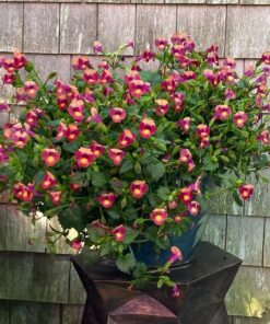 Jack's Classic Blossom Booster 10-30-20 Water Soluble Plant Food for Flowering Plants, 1.5lb 1.5 Pounds 27 81XxwhnIhuL