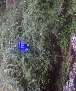 DynaTrap DT1050SR Mosquito & Flying Insect Trap – Kills Mosquitoes, Flies, Wasps, Gnats, & Other Flying Insects – Protects up to 1/2 Acre 43 81XyJKDaqL