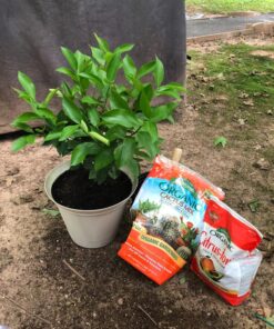 Espoma Organic Cactus Potting Soil Mix, Natural & Organic Soil for Cactus, Succulent, Palm, and Citrus grown in containers both indoors and outdoors, 4 qt, Pack of 1 4 Quart 36 81Y0nmN51sL