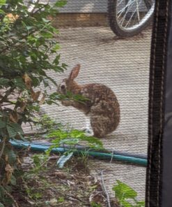 TAILGATERZ Magnetic Screen House, Game day Graphite, 11 x 9 x 7.5 feet, 4300614 74 81Y1LcrWrtL