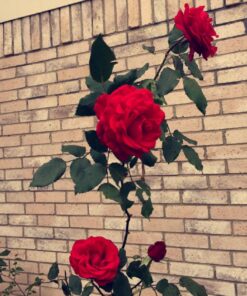 Miracle-Gro Garden Feeder 1 Pack 37 81Y4Wek6S4L