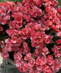 Scotts Super Bloom Water Soluble Plant Food, 2 lb - NPK 12-55-6 - Fertilizer for Outdoor Flowers, Fruiting Plants, Containers and Bed Areas - Feeds Plants Instantly 66 81Y4wDUsZDL