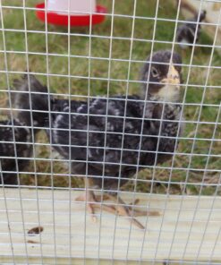 AMAGABELI GARDEN & HOME Hardware Cloth 1/2 inch 48inx100ft Galvanized After Welding 19 Gauge Square Chicken Wire Fence Mesh Roll Raised Garden Bed Plant Supports Poultry Netting Cage Snake Fence JW008 1/2inch 48inx100ft 33 81Y5KN34EaL 3