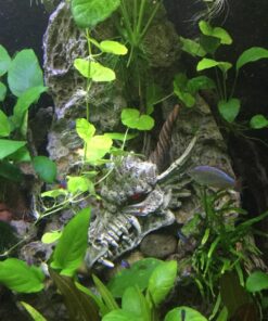 Penn-Plax Deco-Replicas Dragon Skull Gazer Aquarium Decoration – Safe for Freshwater and Saltwater Fish Tanks – Large 17 81Y8Z5bSV2L