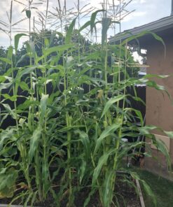Seed Needs, 230+ Peaches & Cream Sweet Corn Seeds (Zea mays) Untreated and Non-GMO Bulk 29 81YACZKIlyL