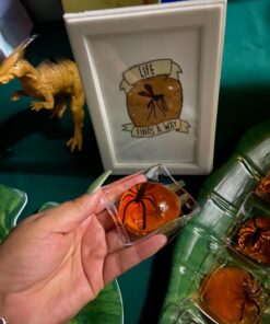 Fun Express - Plastic Spiders for Halloween - Toys - Character Toys - Misc Character Toys - Halloween - 144 Pieces 1 13 81YBLH1GdHL