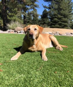 Pogi's Dog Poop Bags with Easy-Tie Handles - 300 Doggy Leak-Proof, Ultra Thick, Scented Poop Bags for Dogs, Cat 300 Count (Pack of 1) 32 81YBPTwbmpL