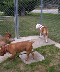 GREENIES Original Regular Natural Dog Dental Care Chews Oral Health Dog Treats, 27 oz. Pack (27 Treats) 27 Count (Pack of 1) 49 81YFSAkJgL