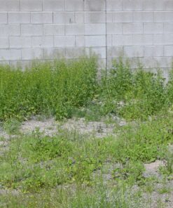 BLACK+DECKER 20V MAX String Trimmer, 2-Speed, 12-Inch, Cordless (LST522) 20V String Trimmer Kit 45 81YKaXMmVeL