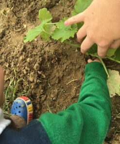 TeaDrops Organic All Purpose Plant Fertilizer – 16 Liquid Indoor House Plant Food Packets – Make up to 32 Gallons (Easy use in Watering Can & Containers, Ecofriendly) All Purpose Fertilizer 47 81YSFaCrQeL