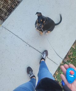 Starmark Pro-Training Clicker for Dogs 1 Count 28 81YbGaaqstL