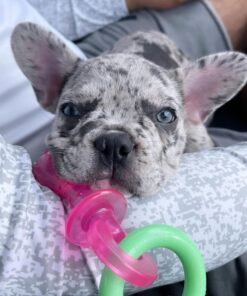 Alternative view of Nylabone Puppy Chew Teething Pacifier - Puppy Chew Toy for Teething - Puppy Supplies - Bacon Flavor, Small/Regular (1 Count) Small/Regular (1 Count)