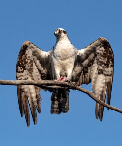 Sigma 1.4x Teleconverter TC-1401 for Nikon Nikon SLR Mount 23 81Yqd IRK8L