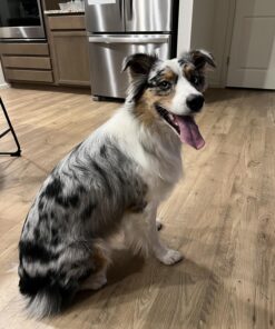 AIRROBO Dog Hair Vacuum & Dog Grooming Kit, 12000Pa Strong Pet Grooming Vacuum, 2L Large Capacity Dog Vacuum for Shedding Grooming Hair, Quiet, 5 Pet Grooming Tools, PG100 50 81Yr9imDVPL