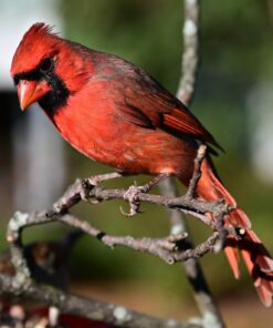 Nikon NIKKOR Z 24-70mm f/2.8 S | Professional large aperture mid-range zoom lens for Z series mirrorless cameras | Nikon USA Model Single 34 81YwpdyA4zL