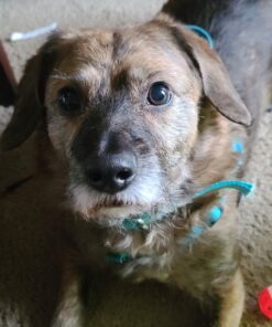 Hill's Grain Free Dog Treats, Soft-Baked Naturals with Beef & Sweet Potatoes, Soft Healthy Dog Snacks, 8 oz. Bag 37 81YxLMoIRL