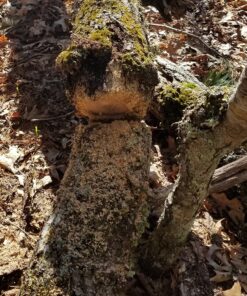 Sportsman Pocket Chainsaw 36 Inch Long Chain With Fire Starter Best Compact Folding Hand Saw Tool for Survival Gear, Camping, Hunting, Tree Cutting or Emergency Kit. Replaces Your Pruning & Pole Saw 57 81YyewhhNL