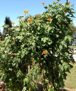 Outsidepride Tithonia Speciosa Red Mexican Sunflower Garden Cut Flowers - 1000 Seeds 63 81Z4l67TkEL