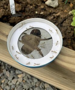 Praying Mantis Egg Case with Hatching Habitat Cup - 2 Praying Mantids Egg Cases 2 Egg Pod Habitat Cup 36 81ZCw312ToL