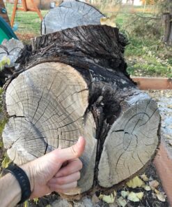 WORX WG303.1 14.5 Amp 16" Electric Chainsaw 16" 14.5Amp Electric Chainsaw 43 81ZEGxKD9L