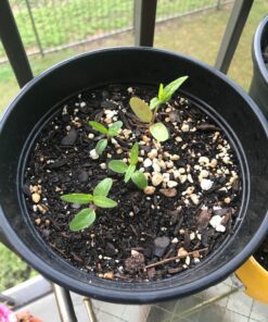 Seed Needs, Pink Swamp Milkweed Seeds for Planting (Asclepias incarnata) Heirloom, Open Pollinated & Untreated, Attracts Monarch Butterflies (2 Packs) 2 Packs (200 Seeds) 36 81ZGNqZmqyL 1