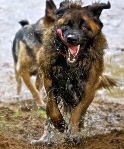 HyperWhistle The Original Worlds Loudest Whistle up to 142db Loud, Very Long Range, for Referee, Coaches, Instructors, Sports, Teachers, Life Guard, Self Defense, Survival, Emergency uses black 65 81ZGsaFj9dL