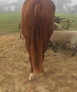 Fractionated Coconut Oil Premium Therapeutic Grade 16 Ounce Liquid Carrier Oil for Aromatherapy Relaxing Massage and Diluting Essential Oils with Pump and eBook 34 81ZJPRp9lUL