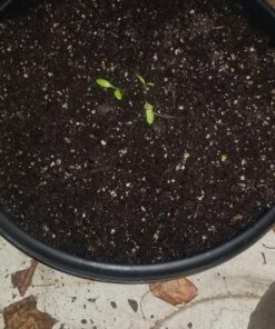 7 Varieties of Leafy Power Green Organic Seeds, Non-GMO Seeds for Planting, Heirloom Seeds - Spinach Seeds, Arugula, Kale, Lolla Rossa Lettuce Seeds, Buttercrunch, Gourmet Mix Lettuce, Swiss Chard 46 81ZJXmHAzaL